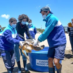 La tortuga cabezona volvió a su hábitat natural.