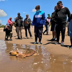 El animal marino había quedado atrapado en redes de pesca en aguas de la Bahía Samborombón.