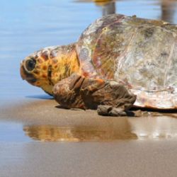 La acumulación de plástico en el interior del tracto digestivo puede generar una gran cantidad de gas que actúa como “flotador”