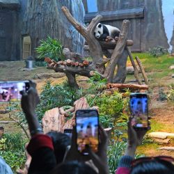 Visitantes toman fotografías de un panda gigante en el Ocean Park Hong Kong, en Hong Kong, en el sur de China. | Foto:Xinhua/Chen Duo