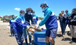 Así regresaron al mar a una tortuga cabezona atrapada en una red de pesca artesanal