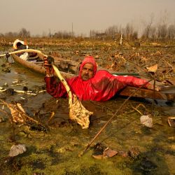 Un agricultor de Cachemira recoge tallos de loto en las frías aguas del lago Anchar, en Srinagar. | Foto:TAUSEEF MUSTAFA / AFP