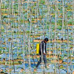 Un agricultor rocía pesticida en un campo agrícola en las afueras de Bengaluru, India. | Foto:IDREES MOHAMMED / AFP