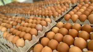 Contrabando de huevos: un riesgo serio para la salud.