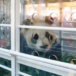 Los tres pandas belgas ya viajan rumbo a China.