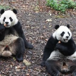 Los gemelos Bao Di (izq.) y Bao Mei (der.) nacidos en el zoológico Pairi Daiza, en Brugelette, Bélgica.