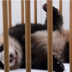 Tian Bao es el primer bebé panda nacido en Bélgica. 