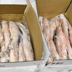 El procedimiento incluyó el secuestro de 152 surubíes de diversos tamaños y pesos, todos capturados en contravención a la normativa vigente.
