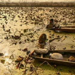 Los agricultores de Cachemira recogen tallos de loto en las frías aguas del lago Anchar en Srinagar, India. | Foto:TAUSEEF MUSTAFA / AFP