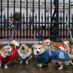 Los Corgis posan para una foto afuera del Palacio de Buckingham durante el desfile anual de Corgis con suéteres navideños en el centro de Londres. | Foto:JUSTIN TALLIS / AFP