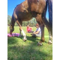 Conexión con caballos
