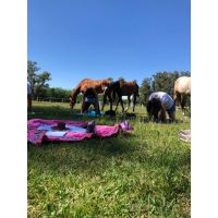 Conexión con caballos