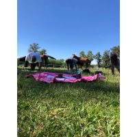 Conexión con caballos