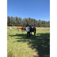 Conexión con caballos