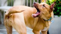 Comportamientos compulsivos en perros - Estereotipias 