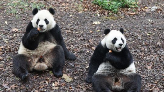 Trasladan a China a los tres pandas gigantes que nacieron en Bélgica