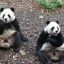 1112_pandas gigantes