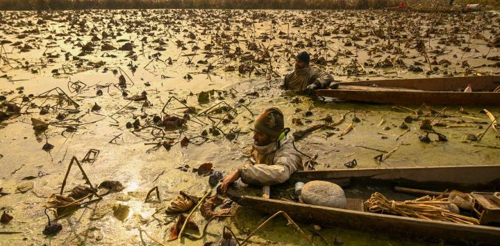 Los agricultores de Cachemira recogen tallos de loto en las frías aguas del lago Anchar en Srinagar, India.