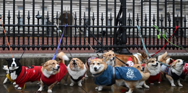 Los Corgis posan para una foto afuera del Palacio de Buckingham durante el desfile anual de Corgis con suéteres navideños en el centro de Londres.