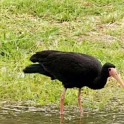 Este tipo de aves puede andar en bandada, pero también se mueven solas en algunas oportunidades