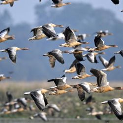 Los gansos comunes migratorios vuelan sobre un humedal en el Santuario de Vida Silvestre de Pobitora, en el distrito de Morigaon, en el estado indio de Assam. | Foto:BIJU BORO / AFP