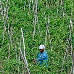 Un agricultor trabaja en un campo agrícola en las afueras de Bengaluru, India. | Foto:IDREES MOHAMMED / AFP