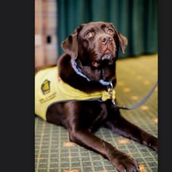 Uno de los dos primeros perros de asistencia que se entregaron en la Patagonia.