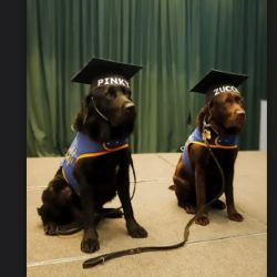 Los dos perros de asistencia ya tienen dueños.