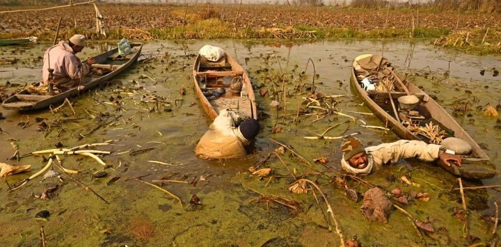 Los agricultores de Cachemira recogen tallos de loto en las frías aguas del lago Anchar en Srinagar, India.