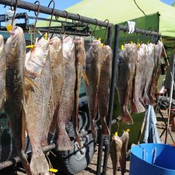 Una soberbia extracción que permitió al experimentado cañófilo de General Cerri llevarse los $ 3.000.000 que la organización premiaba al ganador, siendo Andino un abonado a los primeros puestos en este tipo de eventos.