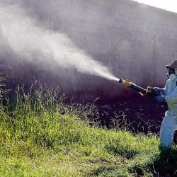 Dengue | Foto:CEDOC