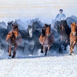 Imagen de un pastor domando caballos en un pastizal cubierto de nieve, en la región autónoma de Mongolia Interior, en el norte de China. | Foto:Xinhua/Peng Yuan