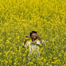 Un agricultor revisa las flores de mostaza en un campo en las afueras de Ajmer, India. | Foto:Himanshu Sharma / AFP