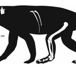 Silueta del animal encontrado con los distintos elementos anatómicos que fueron recuperados.