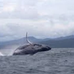 Las ballenas jorobadas nunca suelen recorrer más de 8.000 kilómetros en una sola dirección.