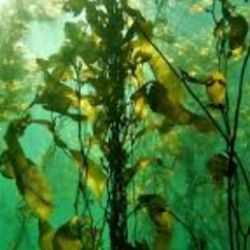 El cambio climático afecta cada vez más a los bosques submarinos.