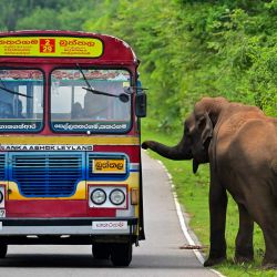 Los pasajeros viajan en autobús junto a un elefante en una carretera en Kataragama, Sri Lanka. | Foto:ISHARA S. KODIKARA / AFP