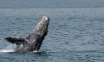 Una ballena jorobada batió el récord mundial de desplazamiento para aparearse