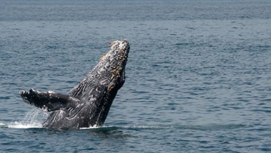 Una ballena jorobada batió el récord mundial de desplazamiento para aparearse