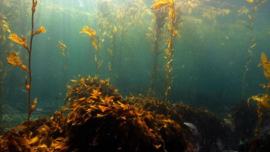 Los bosques submarinos de Tierra del Fuego ya están protegidos por ley