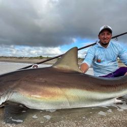 La buena pesca de escualos se mantiene en esta rendidora playa del partido de Villa Gesell.