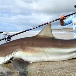 La buena pesca de escualos se mantiene en esta rendidora playa del partido de Villa Gesell.