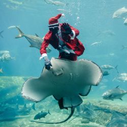 El acuarista sudafricano Mthobisi Mlambo, vestido de Papá Noel, alimenta a una raya Thorntail durante un espectáculo en el parque marino más grande de África, el South African Marine Biological Research (SAMBR) Sea World, en Durban. | Foto:RAJESH JANTILAL / AFP