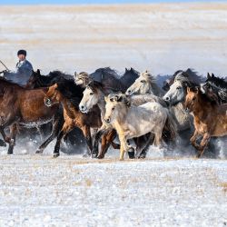 Imagen de un pastor domando caballos en un pastizal cubierto de nieve, en la región autónoma de Mongolia Interior, en el norte de China. | Foto:Xinhua/Peng Yuan