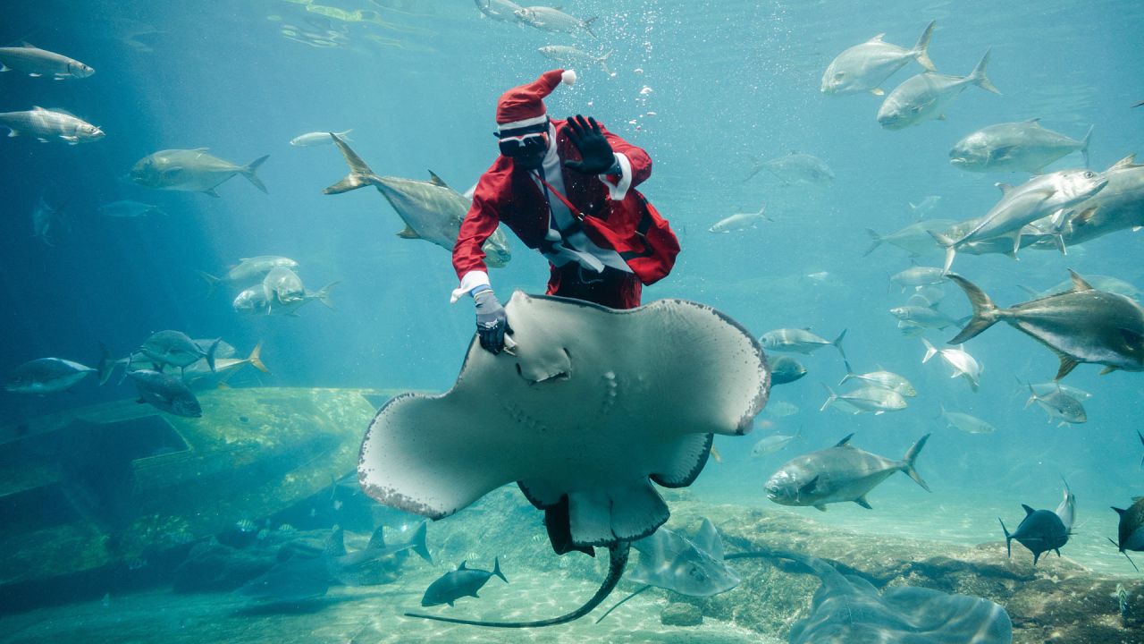 El acuarista sudafricano Mthobisi Mlambo, vestido de Papá Noel, alimenta a una raya Thorntail durante un espectáculo en el parque marino más grande de África, el South African Marine Biological Research (SAMBR) Sea World, en Durban. | Foto:RAJESH JANTILAL / AFP