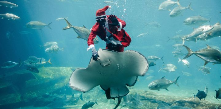 El acuarista sudafricano Mthobisi Mlambo, vestido de Papá Noel, alimenta a una raya Thorntail durante un espectáculo en el parque marino más grande de África, el South African Marine Biological Research (SAMBR) Sea World, en Durban.