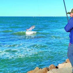 Las primeras corvinas ya están  dando qué hablar pese a que la historia recién comienza y el pez elefante pisó fuerte en toda la costa.