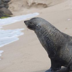 La presencia de este lobo marino en las playas de Brasil es un caso aislado, a esta altura del año.