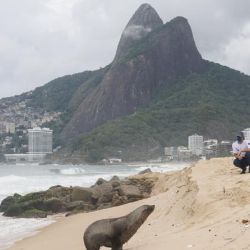 El lobo marino sorprendió a los bañistas en Ipanema.