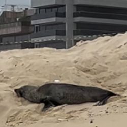 Se trata de un ejemplar macho.